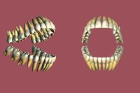 Teeth