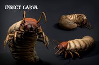 Insect Larva