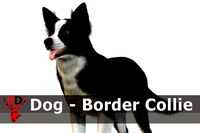 Dog - Border Collie