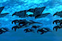 Manta Stingray Model and Animations