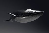 Bule Whale Model