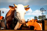 Animalia - Cow (pack)