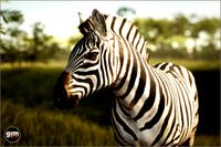 Animalia - Zebra (male)