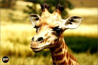 Animalia - Giraffe (young)