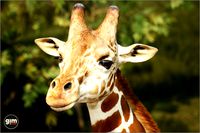 Animalia - Giraffe (male)