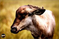 Animalia - Blue Wildebeest (young)