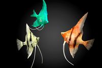 Pterophyllum Scalare