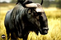 Animalia - Blue Wildebeest (male)