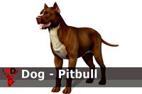 Dog - Pitbull