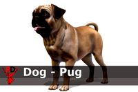 Dog - Pug