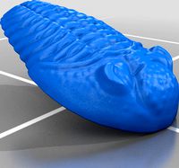 Trilobite for Sand Casting │ Metal Casting │ Concrete Casting by SethRobinson