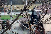 Bird feeder [Voronoi] by TheChopsee