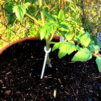 Garden Plant Limb Support by KnottysWoodshop