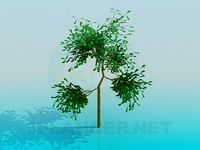 3D Model Small tree