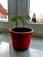 Dragon scale flower pot (VASE) by som90