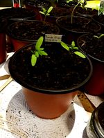 plant tag/label by IamEbni