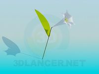 3D Model Floret