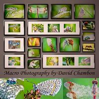 David Chambon / Macro Photography
