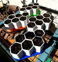 Starter Plant Grower by Taskino