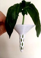 Mason Jar Lid to grow Basil from Cuttings by rybaiho