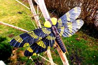 Palaeodictyoptera by MartinKJHB