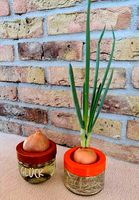 Grow vegetable onions - Gemüsezwiebeln vorziehen by Alegoty