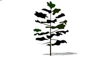 2D schematic sparse tree 35'