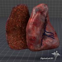Spleen Anatomy3d model