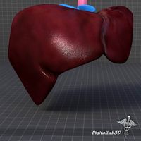 Human Liver3d model