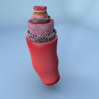 Structure of a Normal Heart Artery3d model
