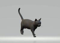 Cat  Katze | 3D