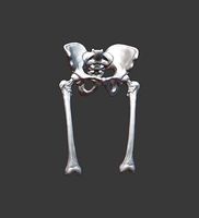 Pelvis and femurs | 3D