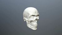 skull | 3D