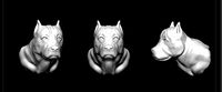 Pitbul head | 3D