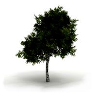 Birch tree # 7