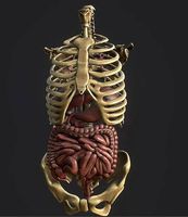 Anatomy skeleton pelvis spinal column human ribs and ORGAN PBR