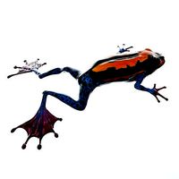Frog 3D Model