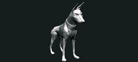 Doberman | 3D