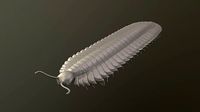 Arthropleura armata | 3D