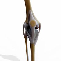 Knee joint