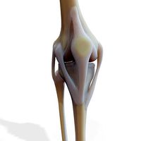 Knee joint