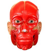 Full Head Muscle Anatomy