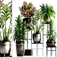 Collection Exotic plants 362