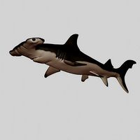Hammerhead Shark | 3D