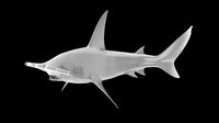 Great Hammerhead Predator 3D Printable | 3D