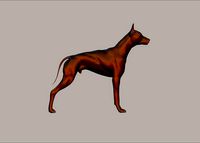semi muscular doberman pinscher dog model | 3D