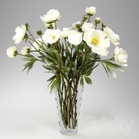 Peonies