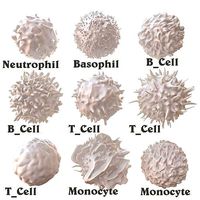 Lymphocytes