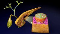 Diabetes pancreas anatomy microscopy islet beta insulin
