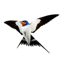 Barn Swallow Hirundo Rustica